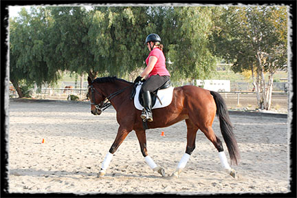 lessons with blazick dressage